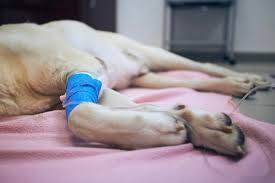 Eutanásia de cães e gatos: procedimento requer compreensão da dor do animal e aceitação da experiência do luto
