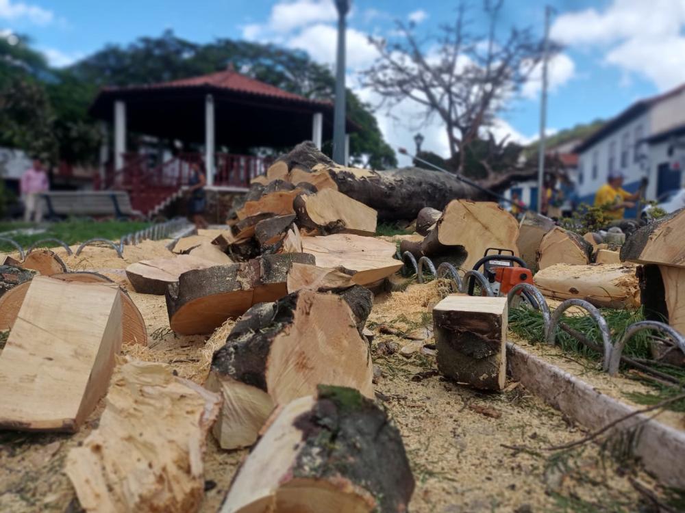 Árvore da espécie Flamboyant de mais de 60 anos cai na Praça Santa Rita em Sabará 