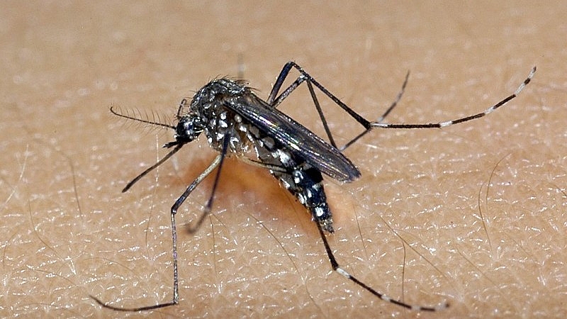 Cuidado em Sabará: Dengue preocupa e coloca a cidade entre as 20 com mais casos em Minas Gerais