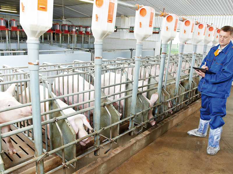 Algumas funções do médico veterinário