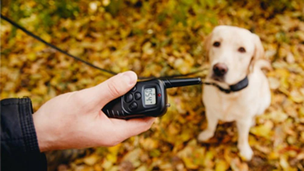 Projeto de Lei 883/19 propõe proibição de coleiras de choque para animais em Minas Gerais
