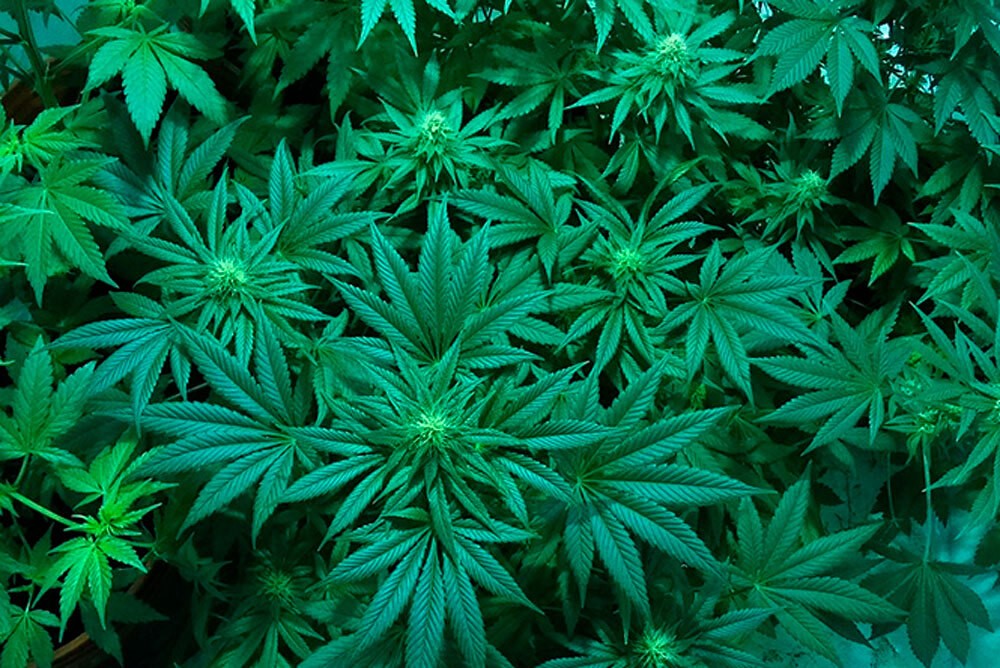 TJMG autoriza plantio de maconha para idoso