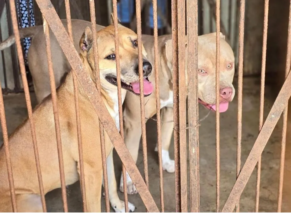 Ação da polícia civil em Sabará apreende cães pitbull após série de ataques