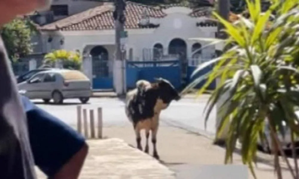 VÍDEO: Boi cai de caminhão e distribui chifradas