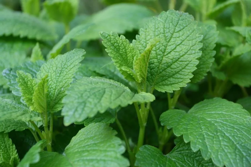 Erva Cidreira: benefícios, cuidados e usos medicinais da Melissa officinalis 
