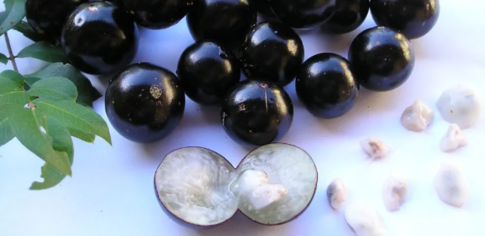 Sabará se prepara para o 38º Festival da Jabuticaba: O “Ouro Preto” da cidade que move a economia local