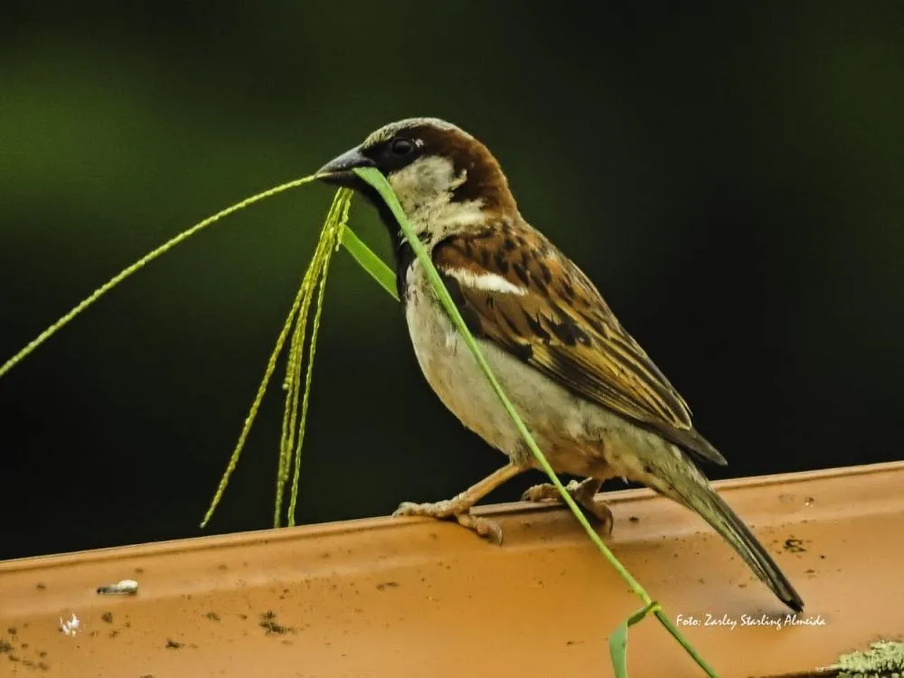 Núcleo de Fotografia José Paes inaugura IX Mostra com tema “Natureza” em Sabará
