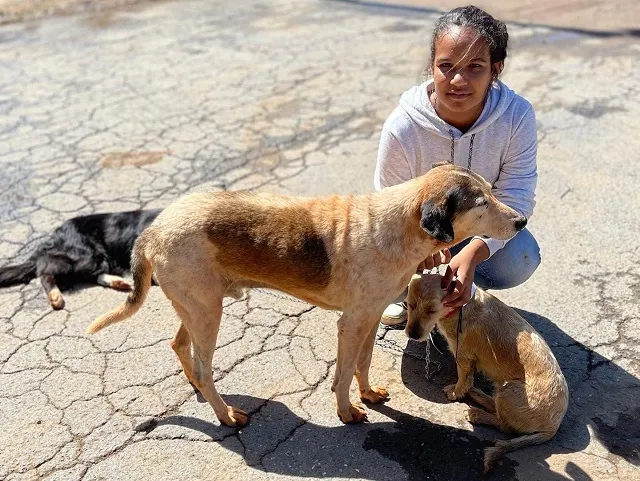 Governo de Minas Gerais investe em proteção e bem-estar de animais domésticos