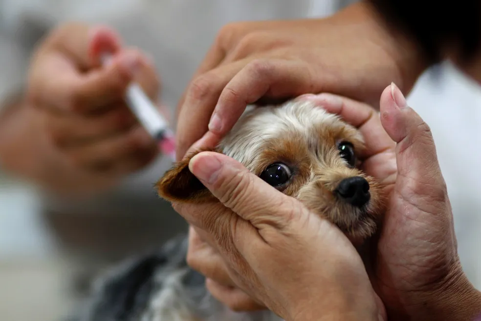 Campanha de Vacinação Antirrábica 2024 em Sabará protege mais de 14 mil animais