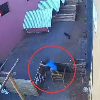 Criança de 9 anos invade hospital veterinário e mata 23 animais no Paraná