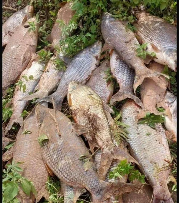 Mortandade de peixes no Rio das Velhas em Sabará preocupa ribeirinhos após primeiras chuvas