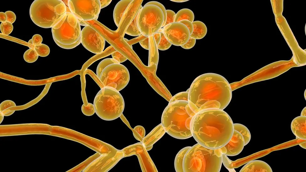 Belo Horizonte registra quatro casos de Candida Auris e investiga novas infecções