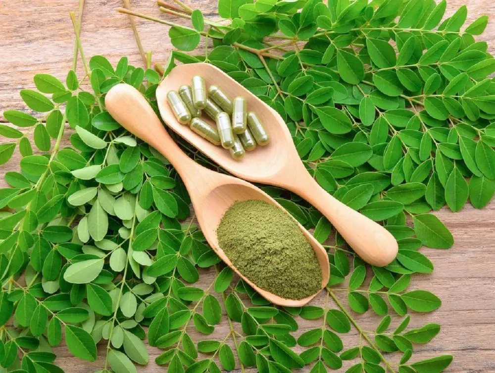 Pó de Moringa: O superalimento que revoluciona a nutrição e a sustentabilidade