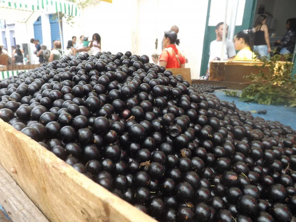 38º Festival da Jabuticaba promete movimentar Sabará entre os dias 15 e 17 de novembro
