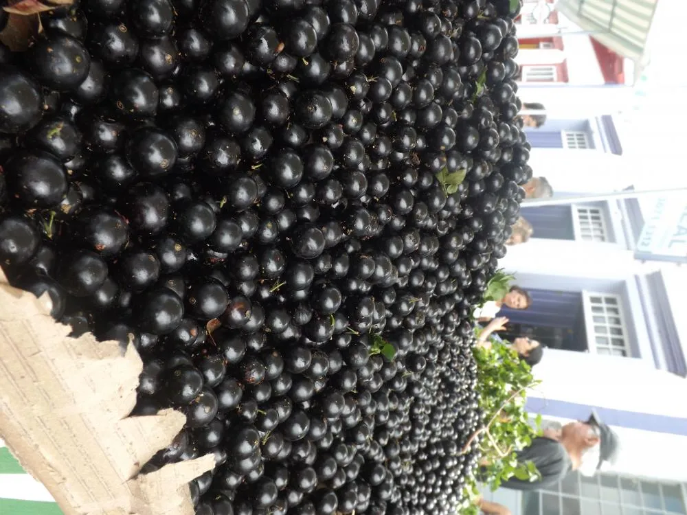 Festival da Jabuticaba promete movimentar Sabará entre os dias 15 e 17 de novembro