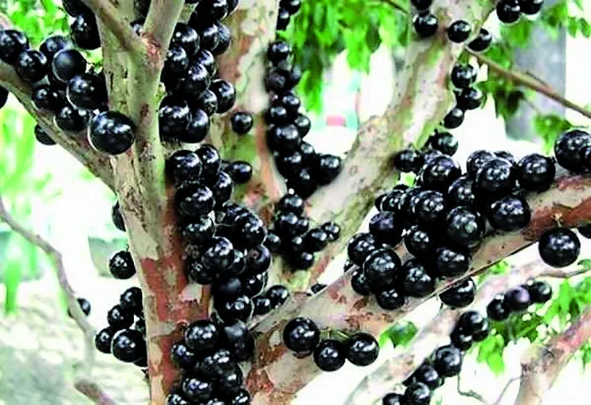 ArcelorMittal é a patrocinadora oficial da 38ª Edição do Festival da Jabuticaba de Sabará 