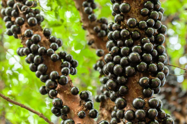 Oficina “Primeiro Pé de Jabuticaba” promove educação ambiental para crianças no Festival da Jabuticaba de Sabará 2024