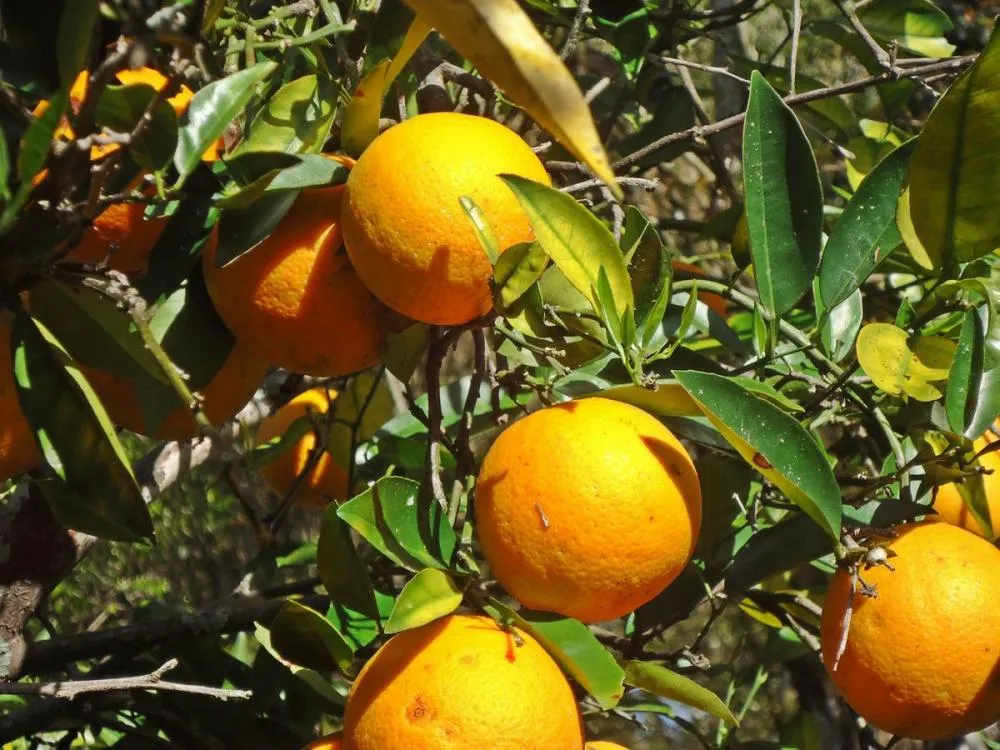 Laranja-Doce: Uma aliada para saúde e bem-estar