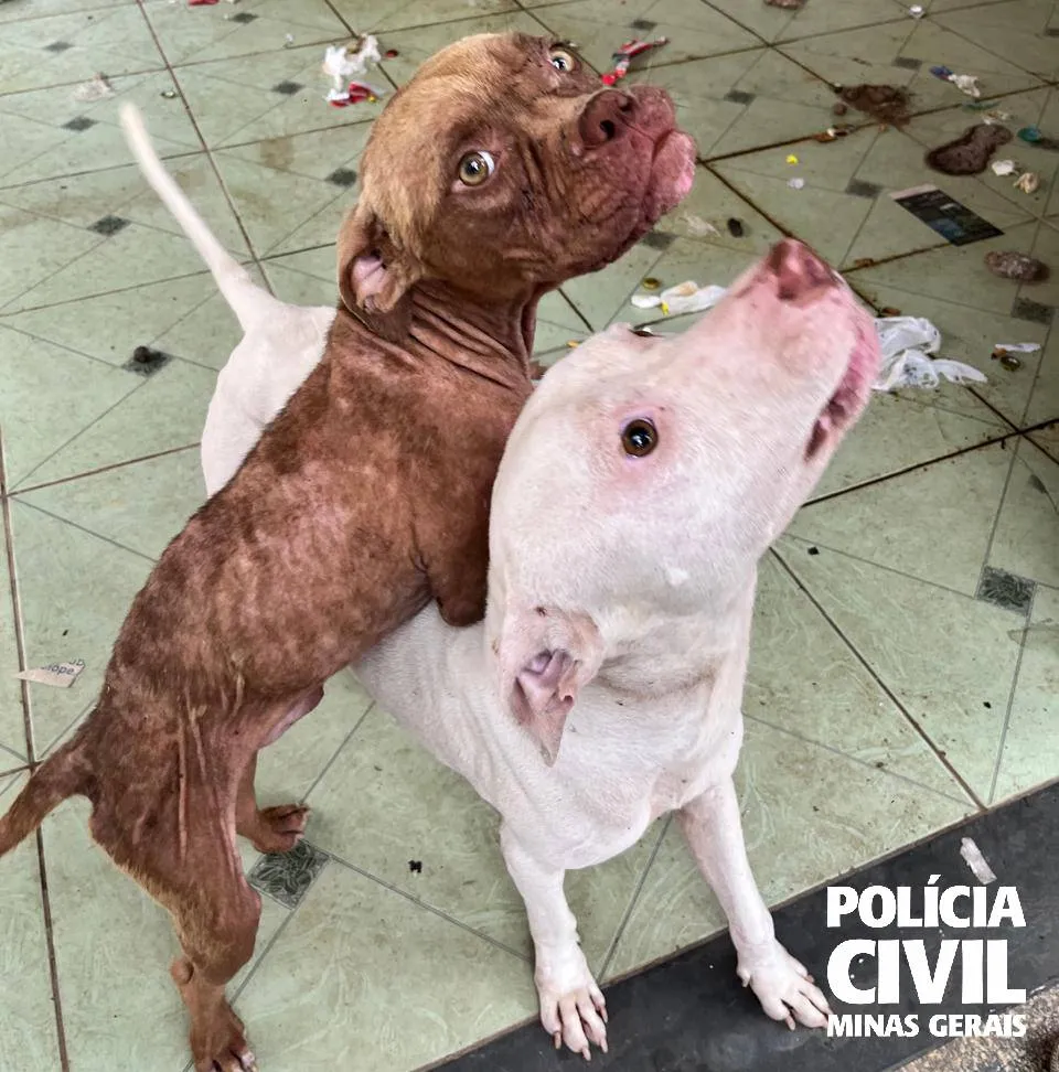 PCMG resgata cães em situação de maus-tratos