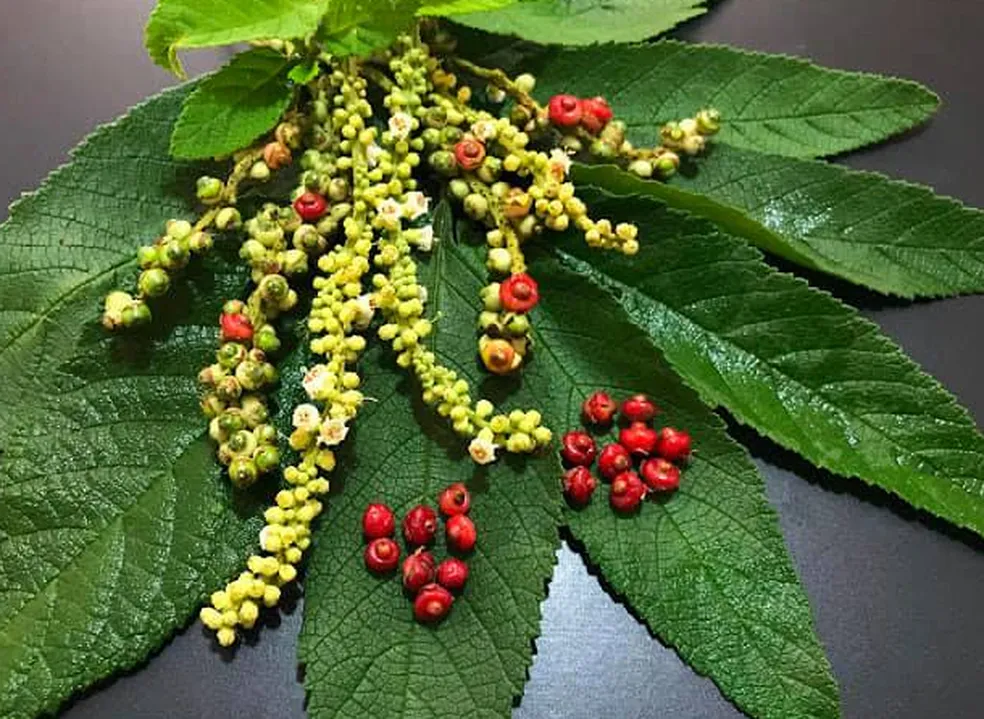 Os benefícios do chá de erva baleeira: uma solução natural para dores e inflamações