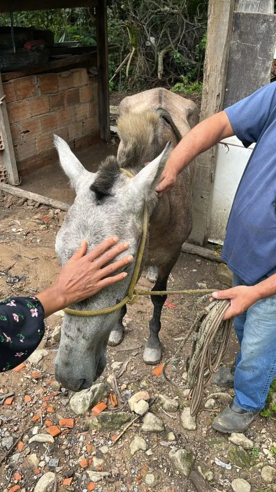 Homem é preso por maus-tratos a cavalo em Sabará após vídeo causar indignação nas redes sociais