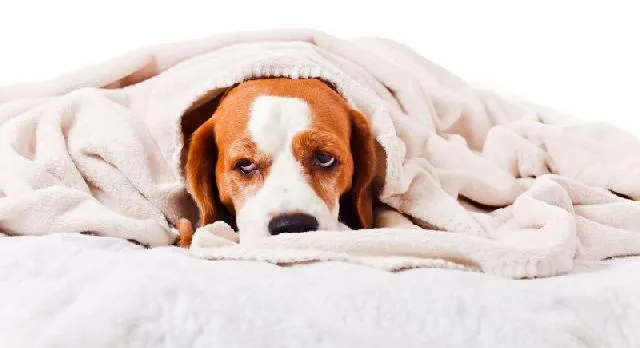 Viroses caninas no verão: como proteger os cães contra as doenças virais