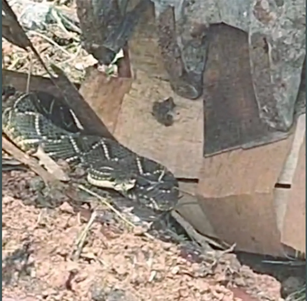 Cobra cascavel é encontrada durante limpeza no bairro Roça Grande, em Sabará