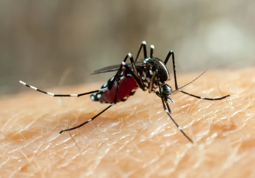 Dengue: O avanço do sorotipo 3 e os riscos para a população