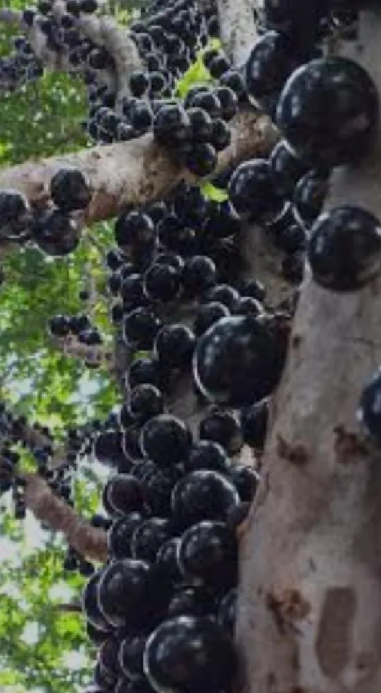 Jabuticaba é eleita a melhor fruta do Brasil e a 10ª do mundo
