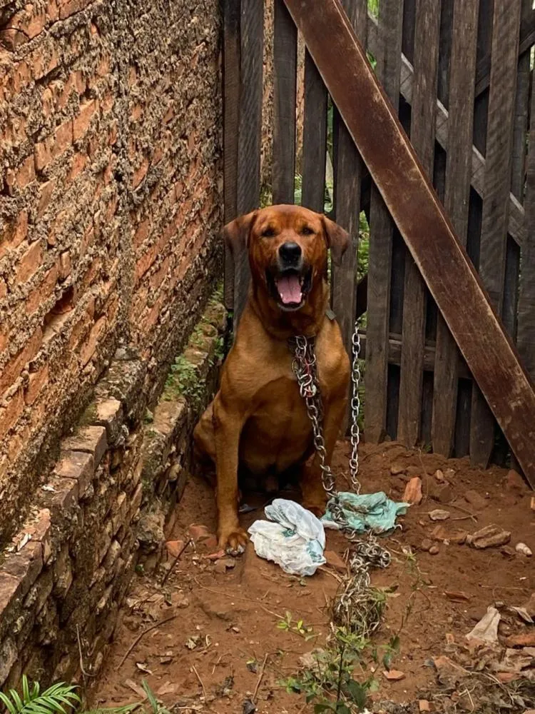 Multa de R$ 5 mil para quem mantiver animal acorrentado entra em vigor em Minas Gerais