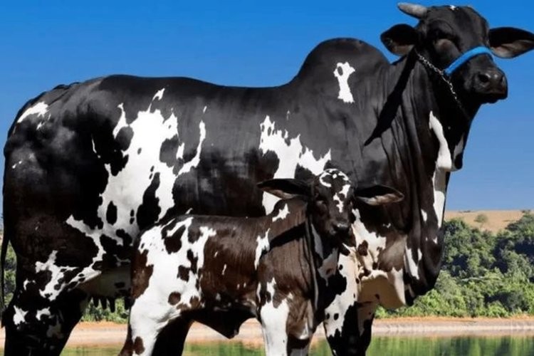 Vaca é avaliada em R$ 15,2 milhões