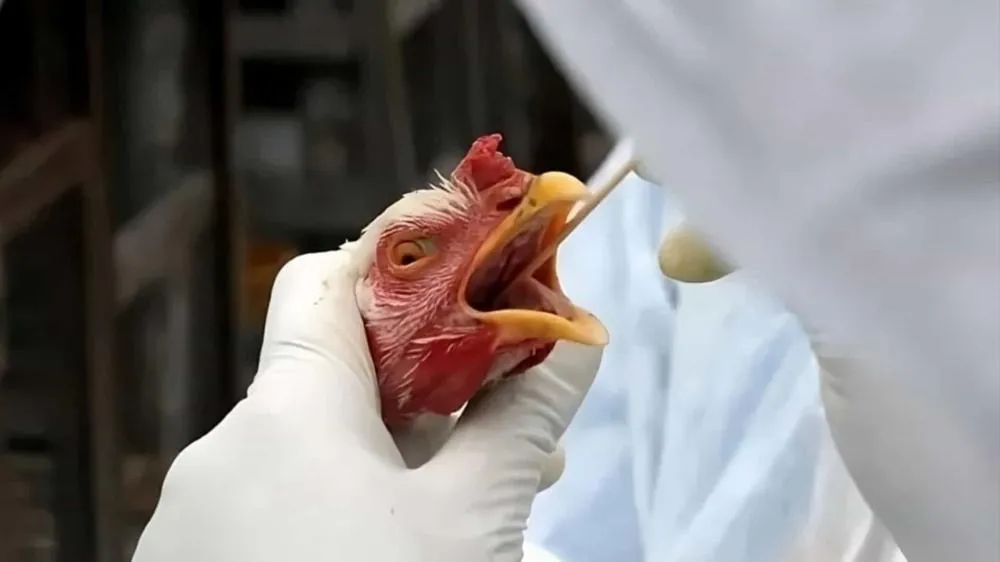Gripe Aviária: Ministério descarta caso suspeito em granja de Sabará