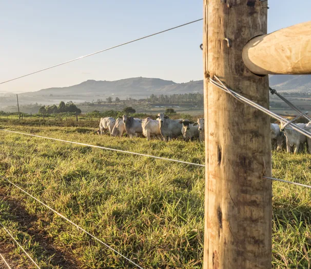 Belgo Arames reafirma liderança no agronegócio ao conquistar o prêmio Top of Mind pela 12º vez