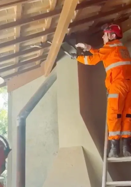 Cobra Caninana é capturada em residência de Sabará pelo Corpo de Bombeiros