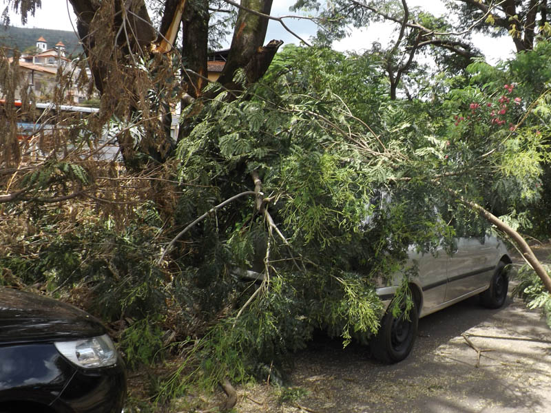 Galhos de árvore caem em cima de dois carros