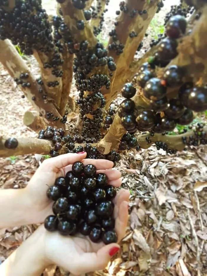 39º Festival da Jabuticaba transforma Sabará na cidade mundial da fruta