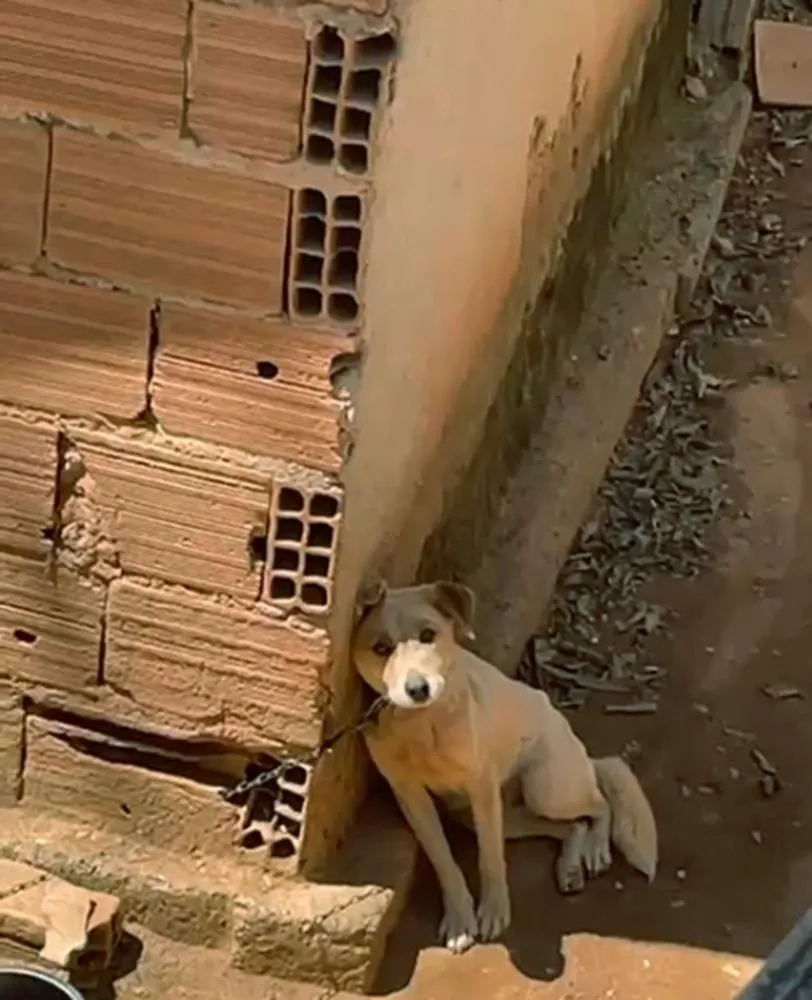 Leis de proteção animal valem em todo o Estado e já são aplicadas com rigor em Sabará