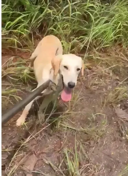 Corpo de Bombeiros de Sabará resgata cachorro preso há três dias em barranco de 10 metros