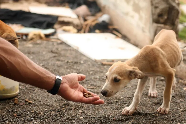 Desaparecimento de 11 filhotes de cães em Sabará vira caso de polícia: três pessoas são indiciadas por maus-tratos qualificados
