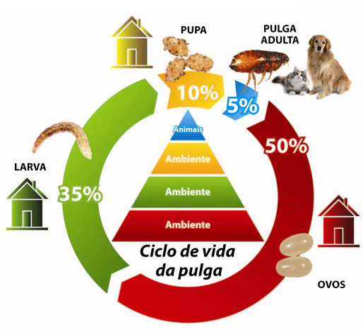 Cuidados com as pulgas devem ser mantidos no inverno