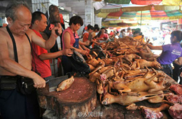 Mesmo com campanha contrária na internet, China realiza festival da carne de cachorro