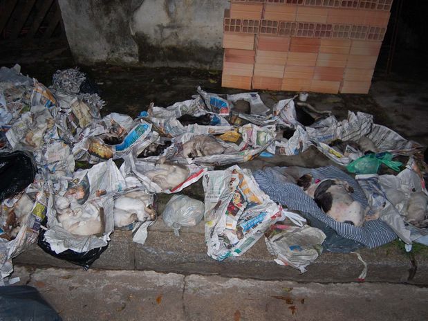 Condenação em SP reacende discussões sobre maus-tratos contra animais