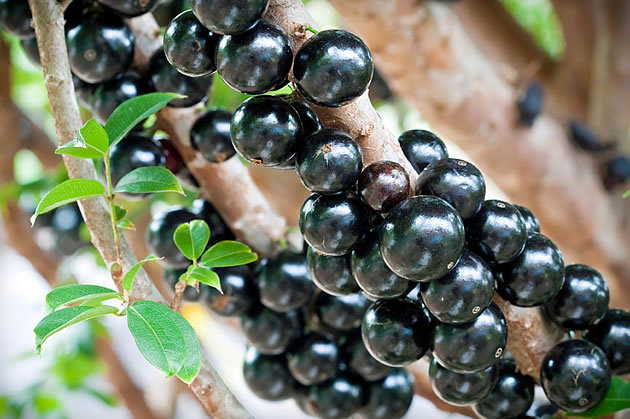 Festival de Jabuticaba de Sabará é premiado com Troféu Eduardo Frieiro