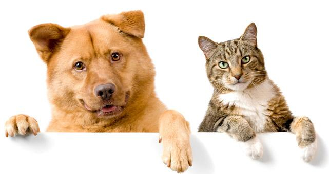 Campanha de Vacinação Antirrábica para cães e gatos