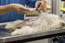 Prefeitura de BH implanta agendamento on-line para cirurgia de castração em cães e gatos