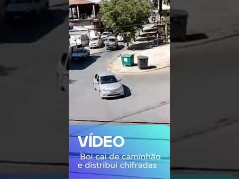 VÍDEO: Boi cai de caminhão e distribui chifradas