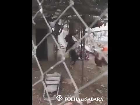 SINISTRO: Vídeo de Bode preto andando em duas patas igual humanos viraliza na internet